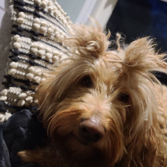 Meet your Posher, Mags - Picture 5 of 5